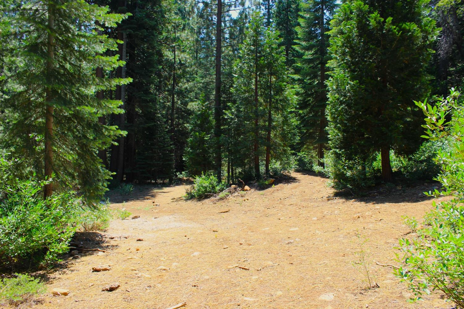 a view of a yard covered with trees