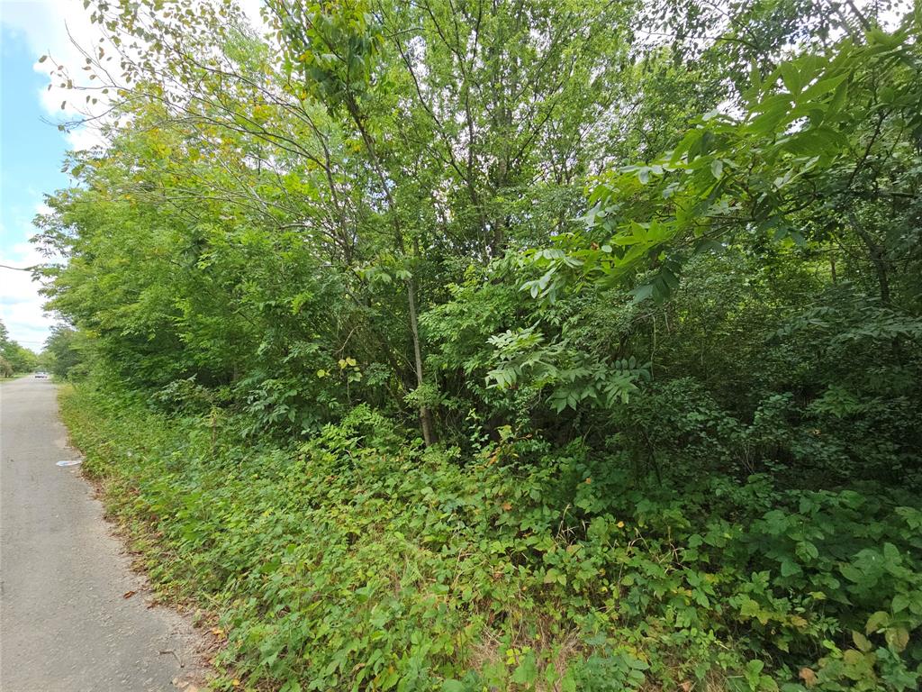 a view of a lush green forest