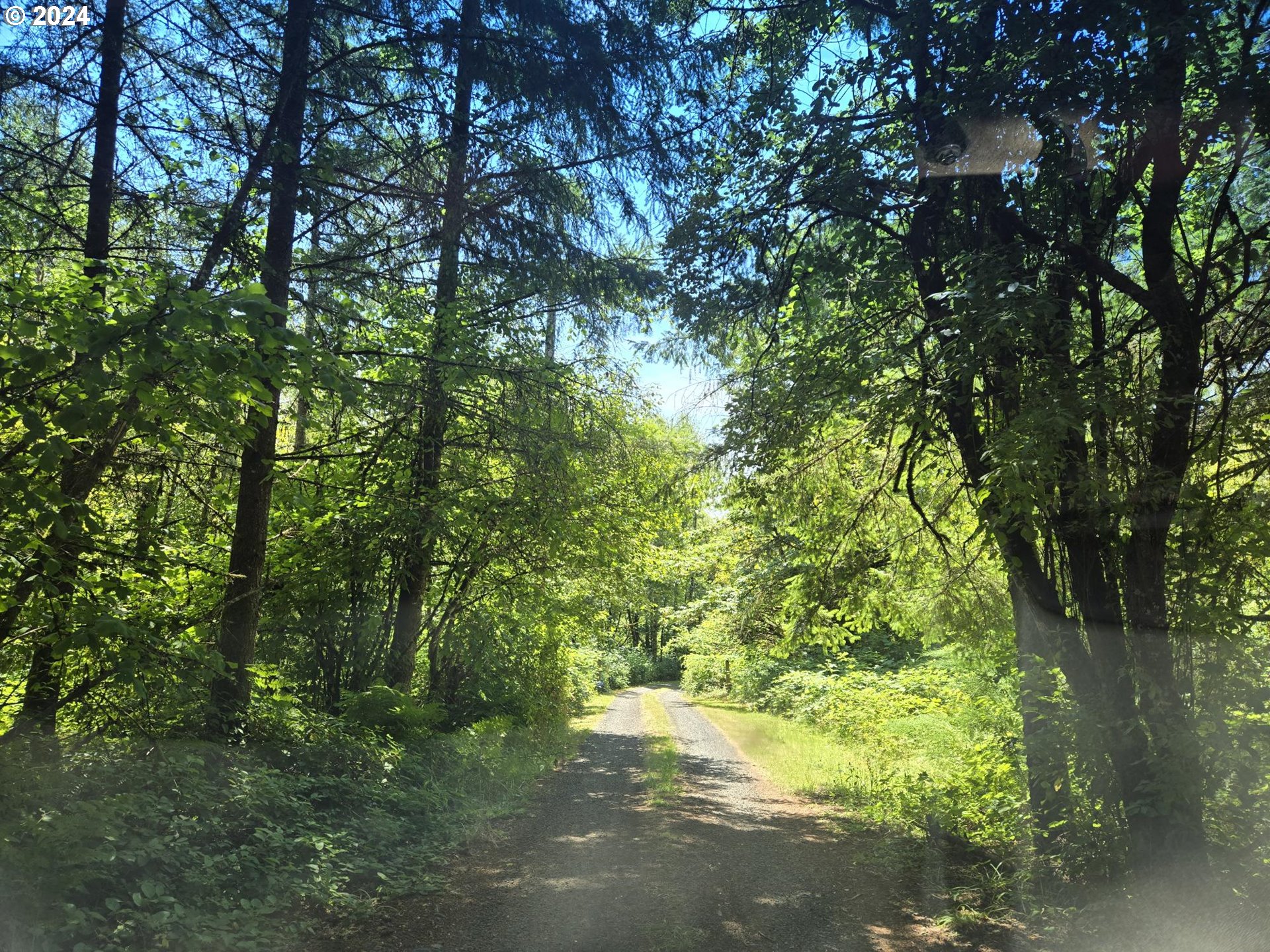 a view of a yard with a tree