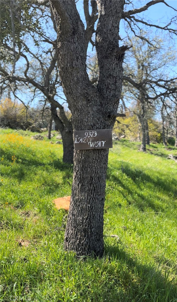 a tall tree in middle of the green field