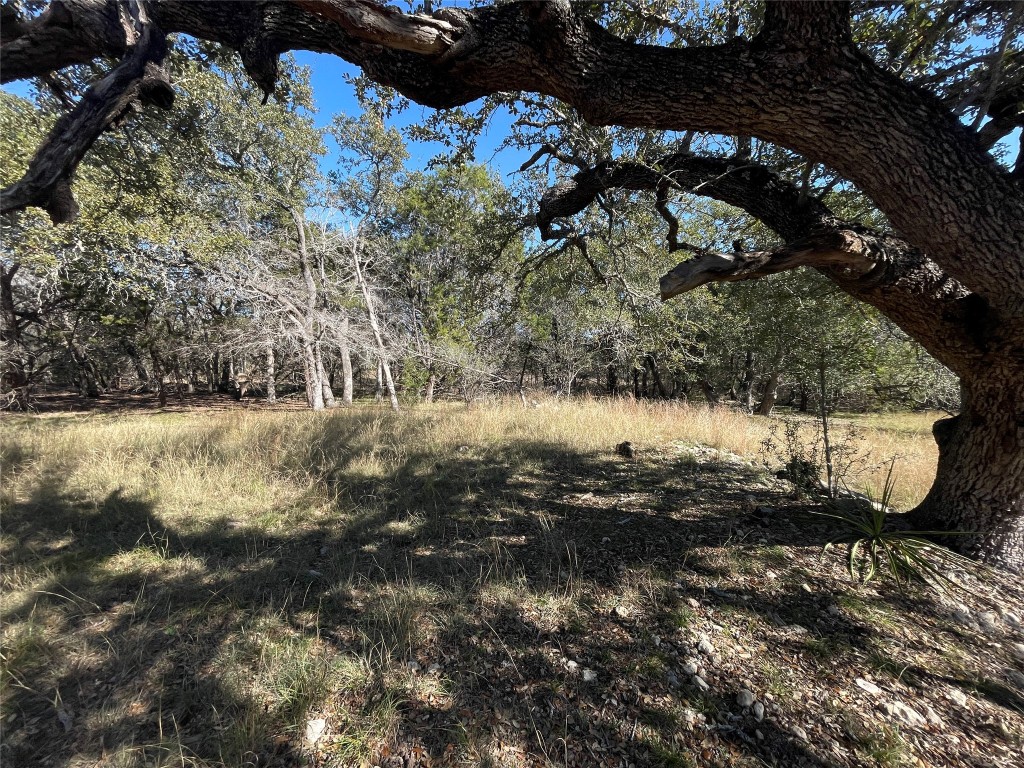 a view of a tree with a yard