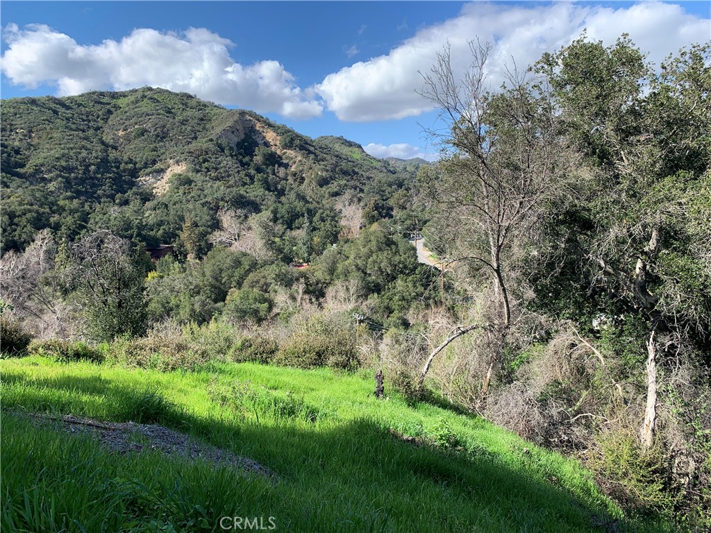 a view of a lush green forest with lots of trees