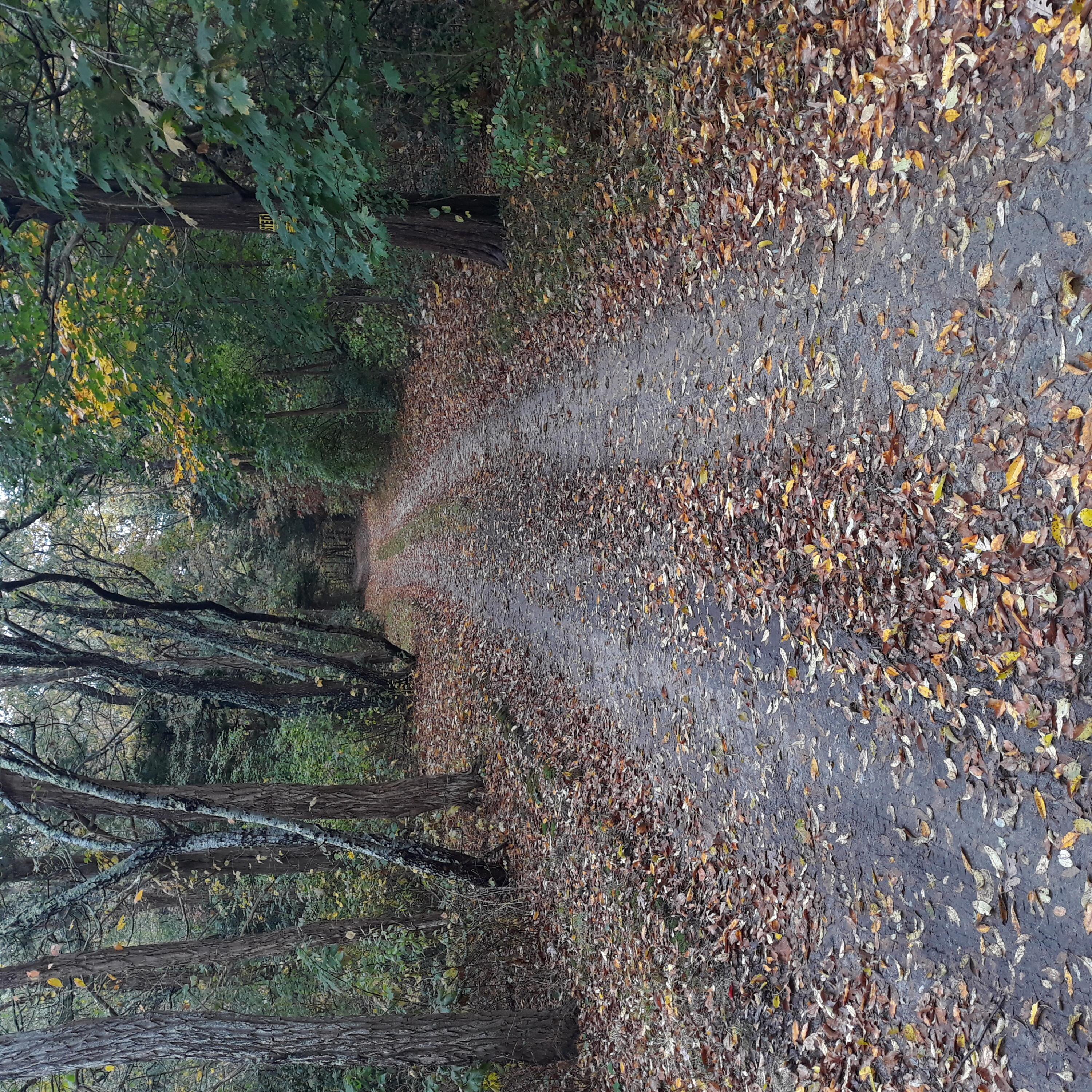 a view of a forest with trees in the background