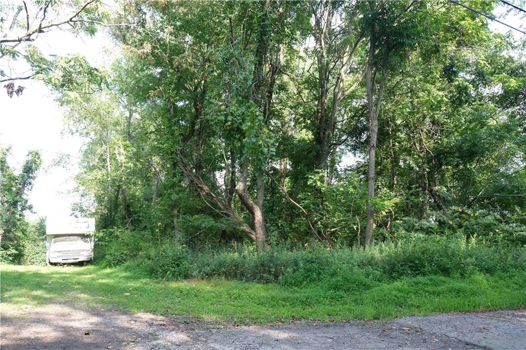 a view of a yard with plants and large trees