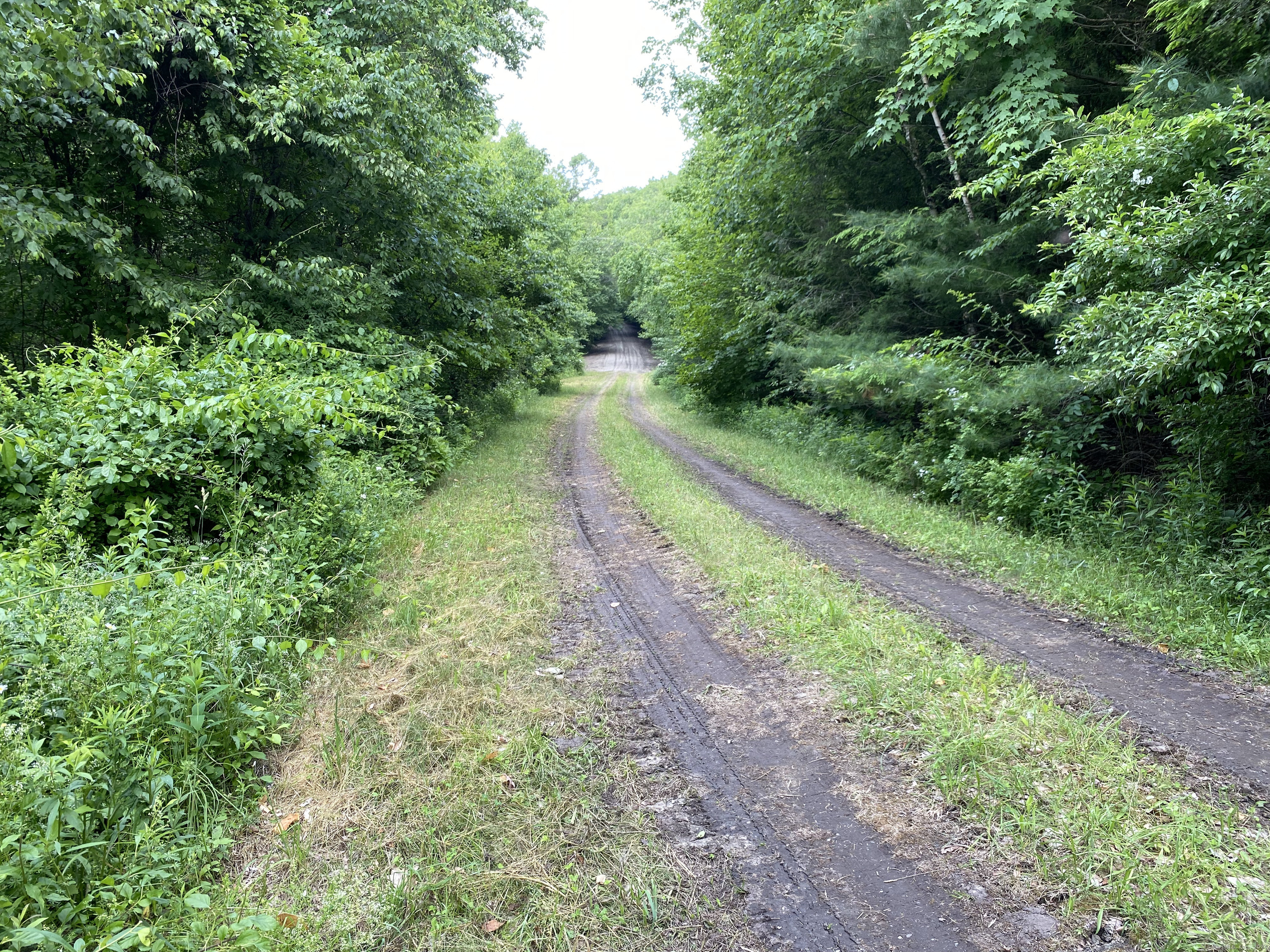 a view of a yard with a pathway