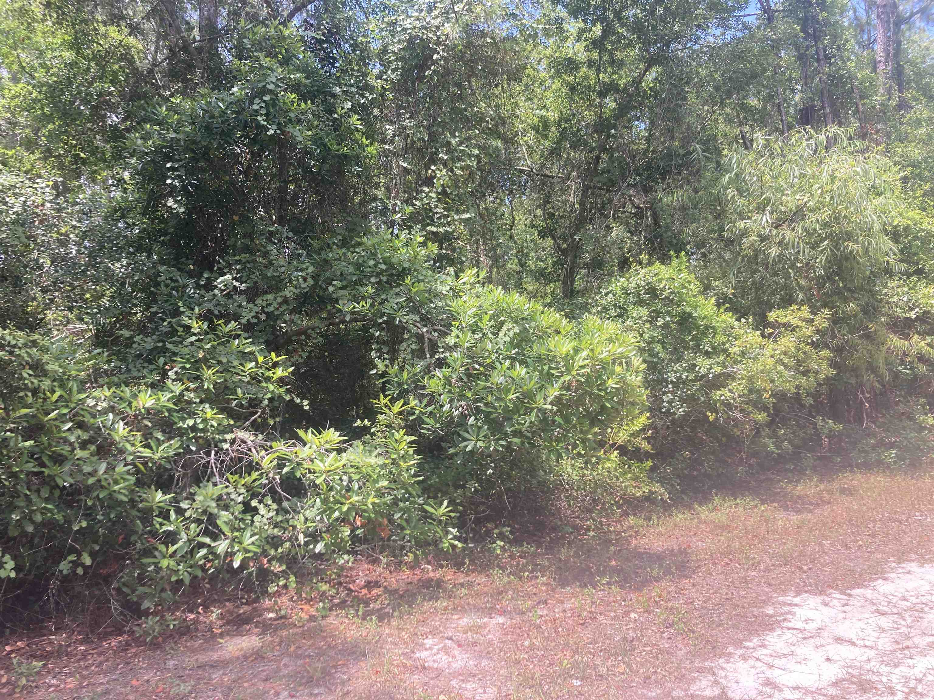 a view of a forest with lots of trees