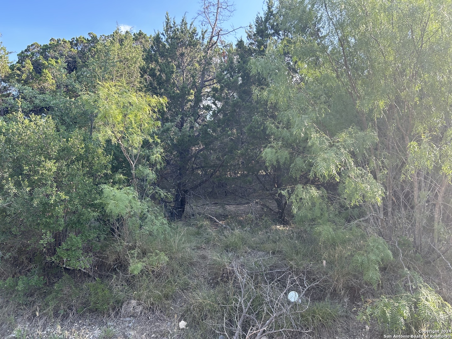 a view of a forest with trees in the background