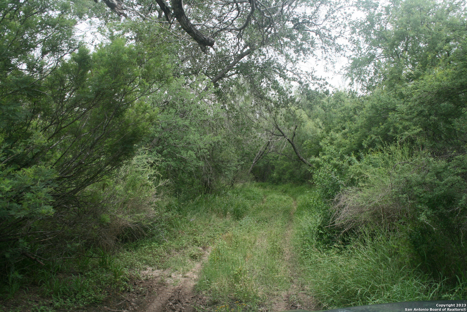 a view of a lush green forest