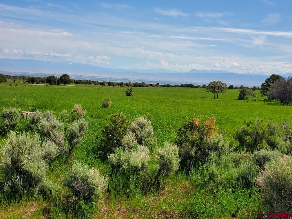 a view of a grassy field with grassy field