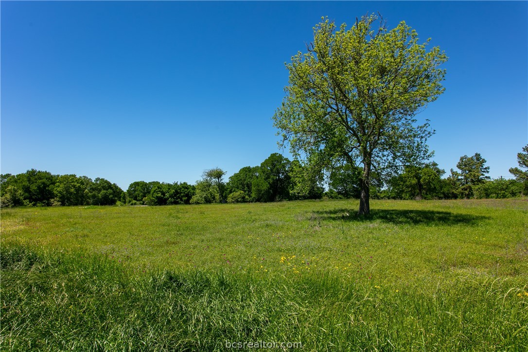 a view of a field of grass and trees