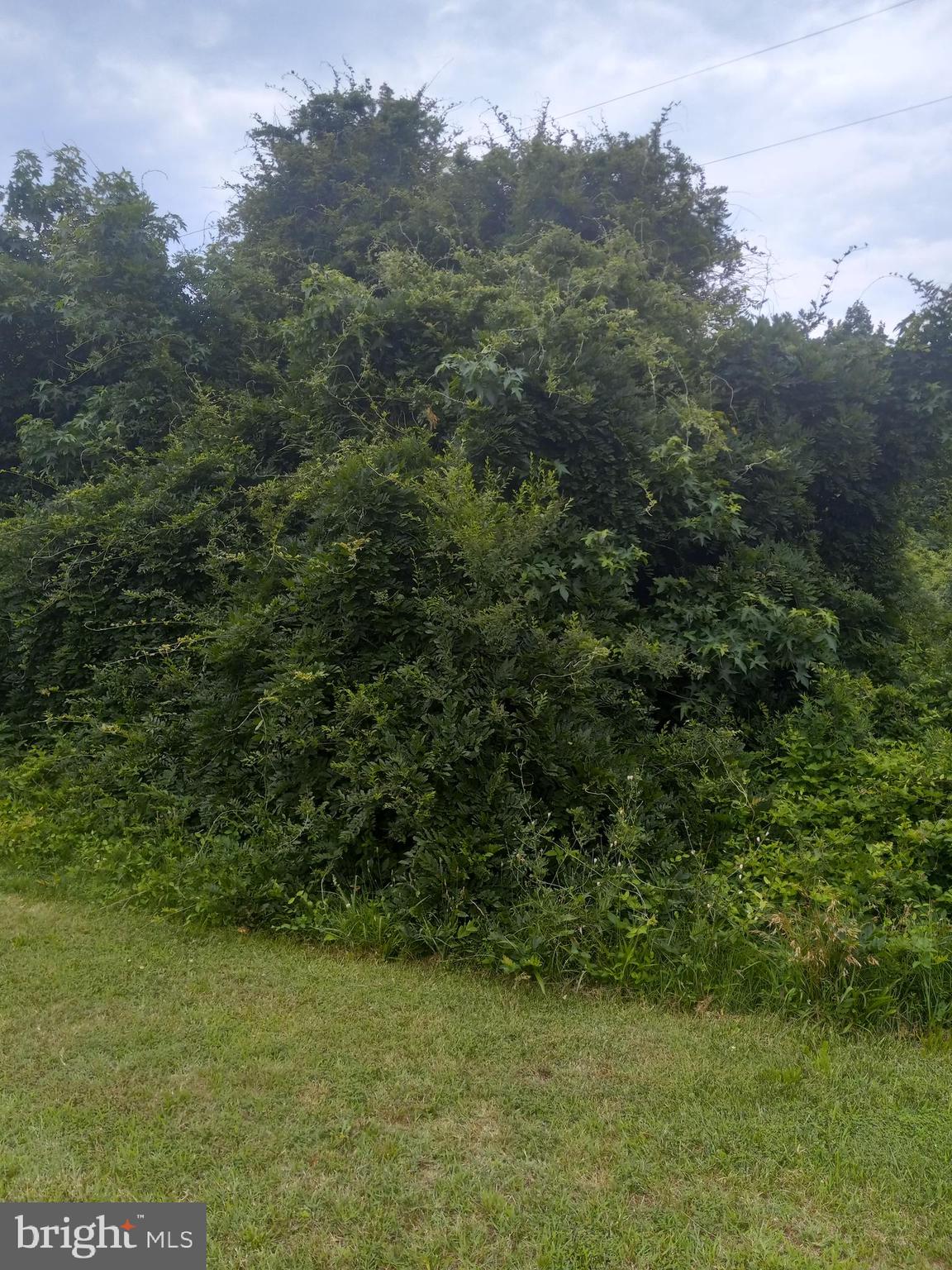 a view of a big yard with lots of bushes