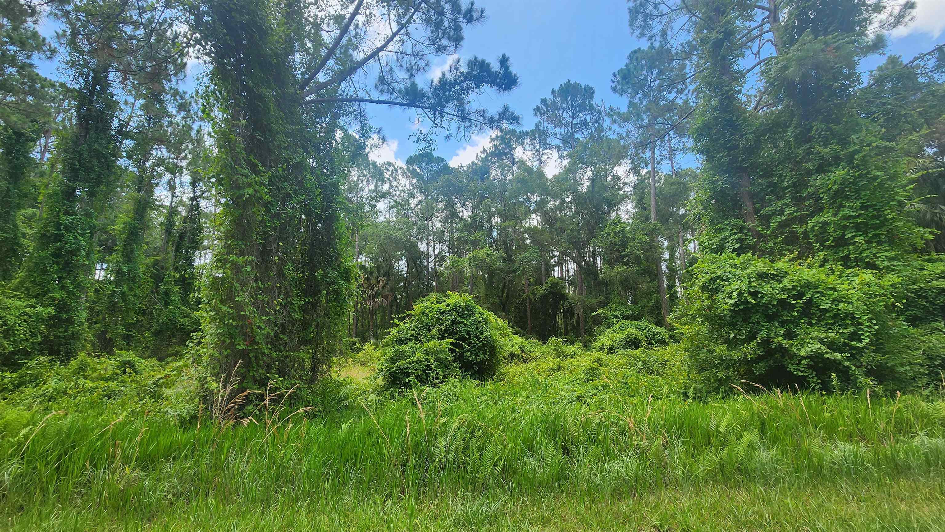 a plant view in forest