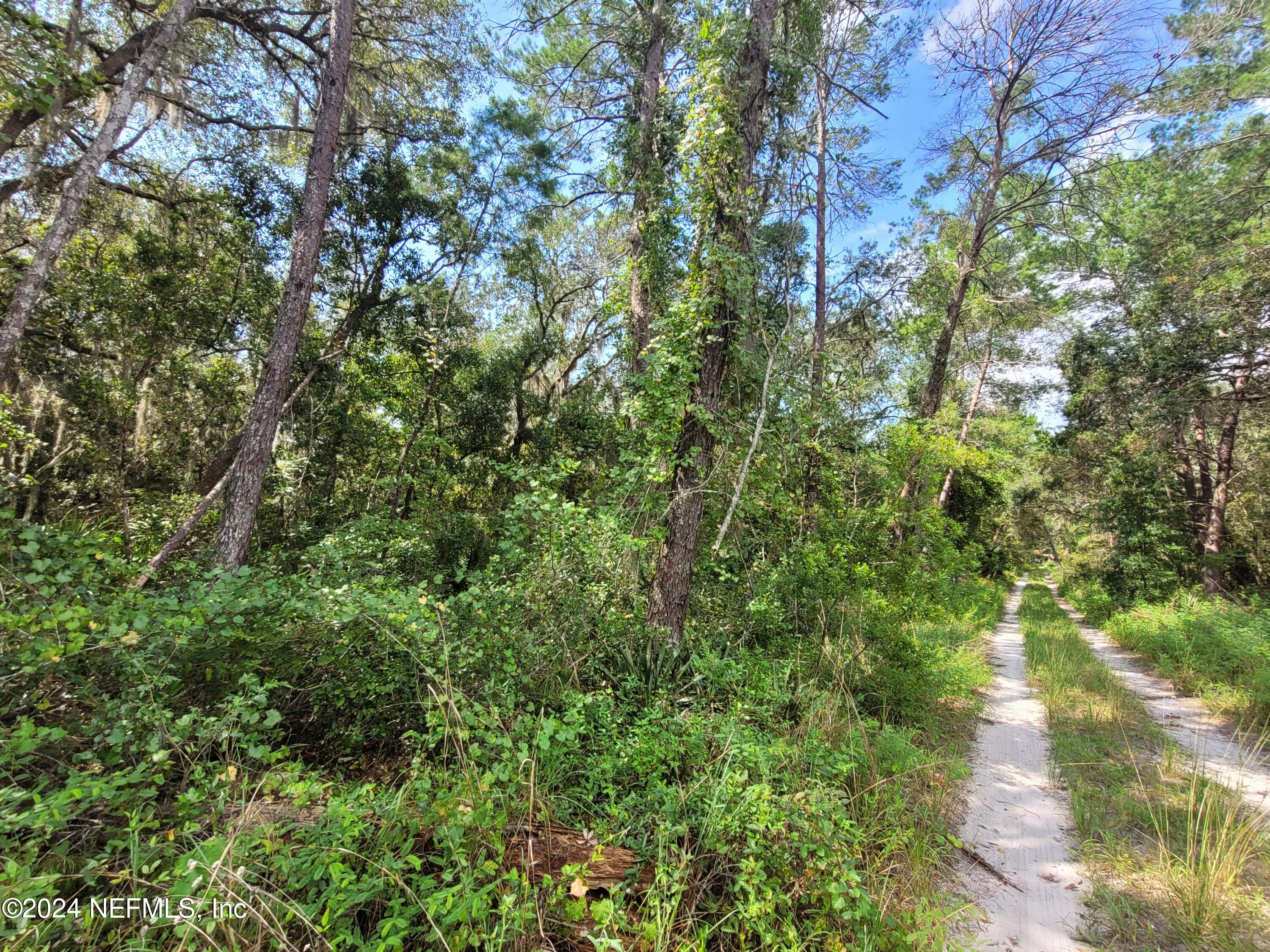 a view of a lush green forest