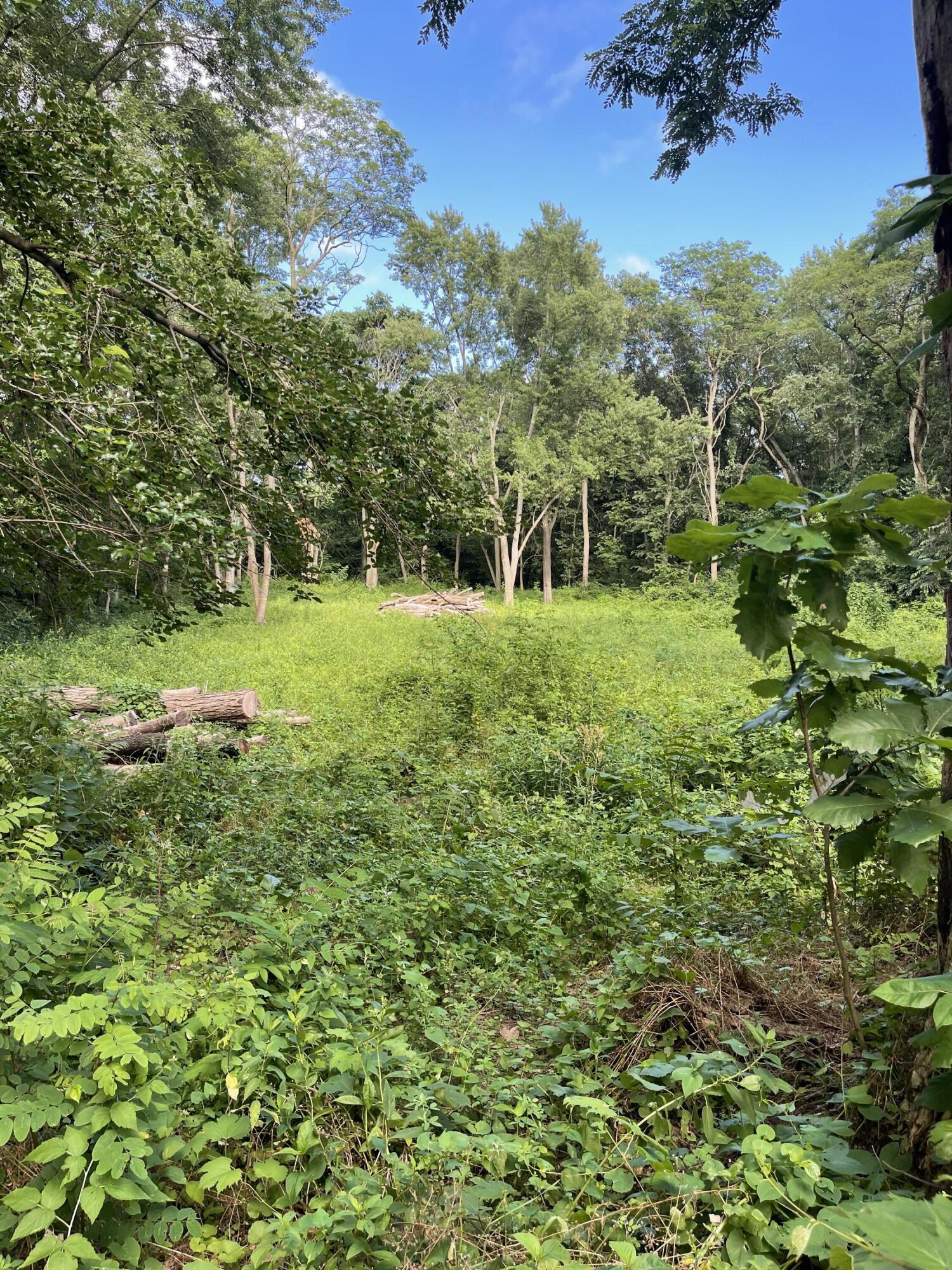 a view of a green field with lots of bushes