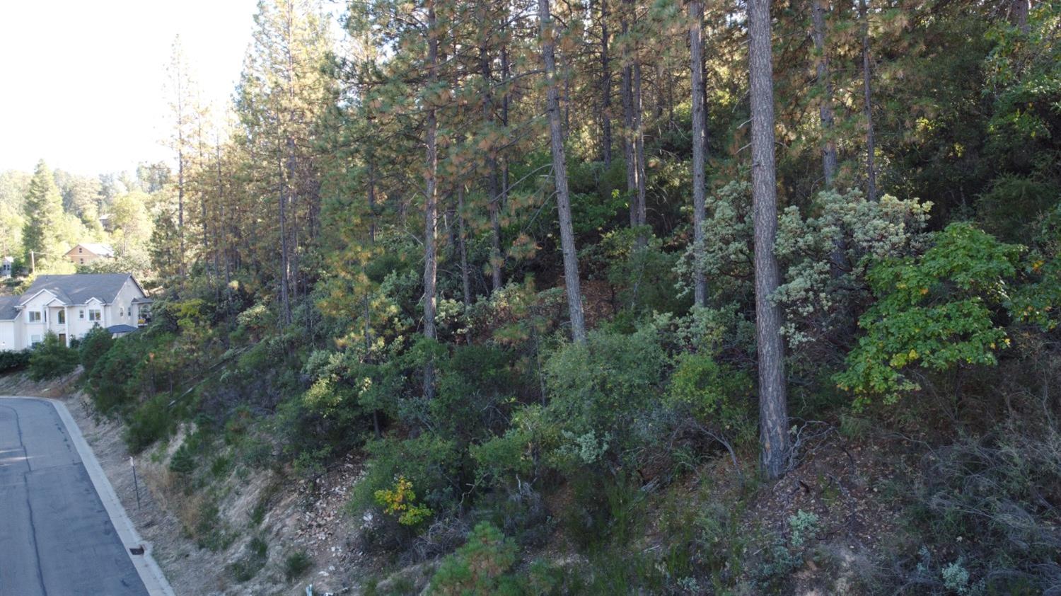 a view of a forest with trees