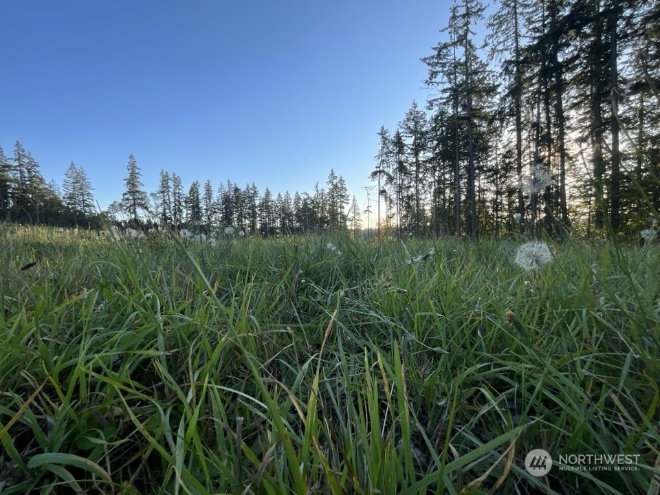 a view of a lush green space