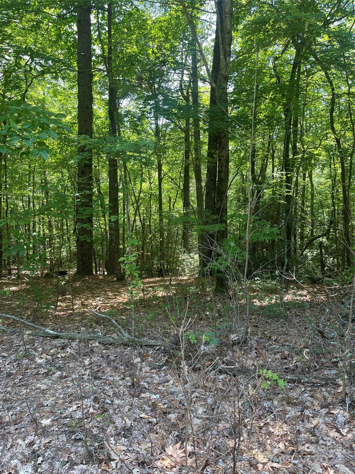 a view of a forest with trees in the background