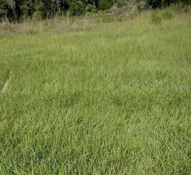 a view of a lush green field