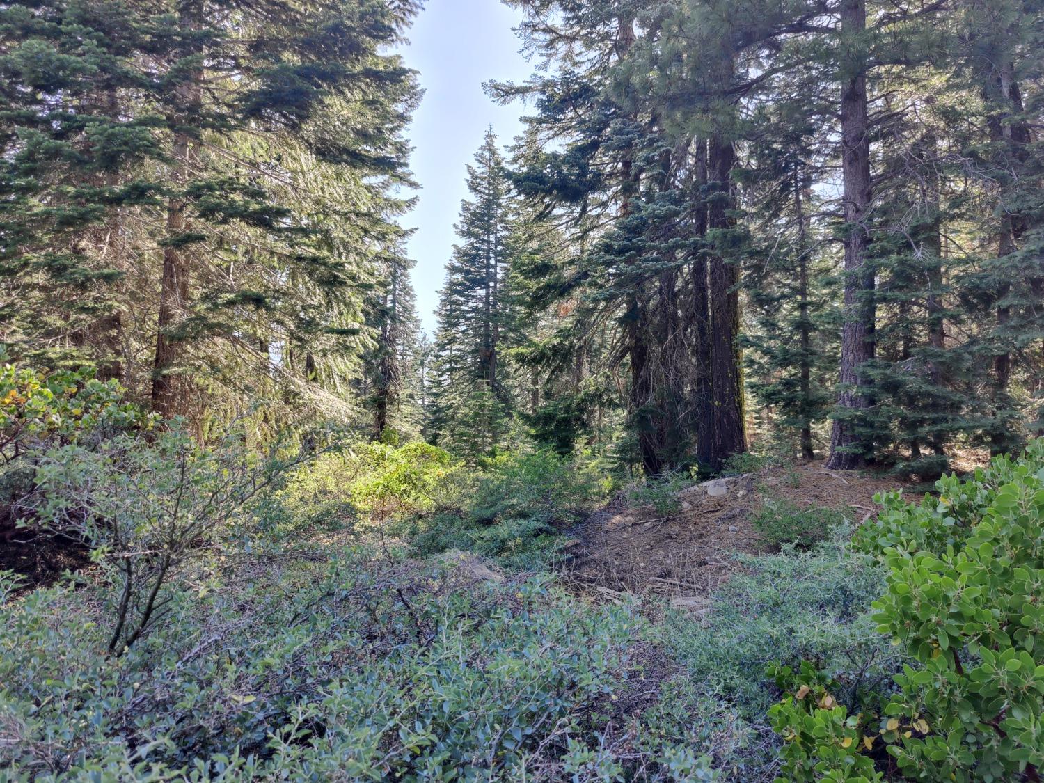 a view of a forest with trees