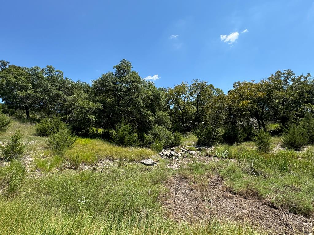 a view of a lush green space