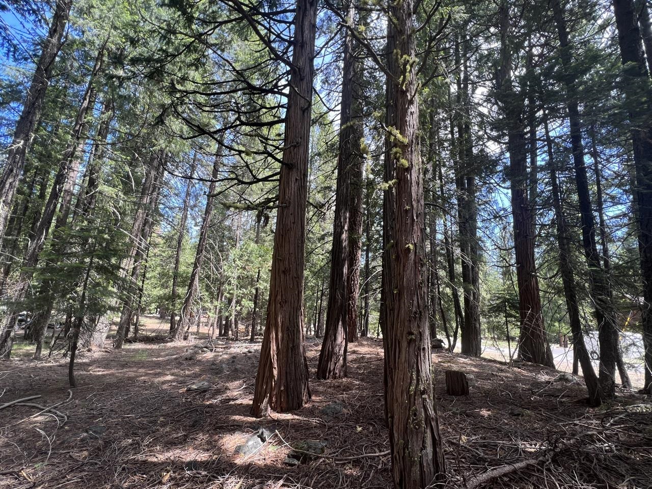 a view of a forest filled with trees