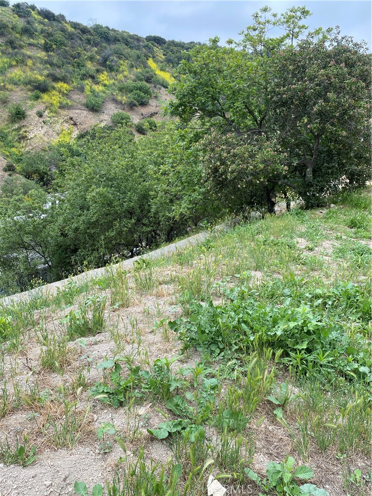 a view of a yard with plants and large trees