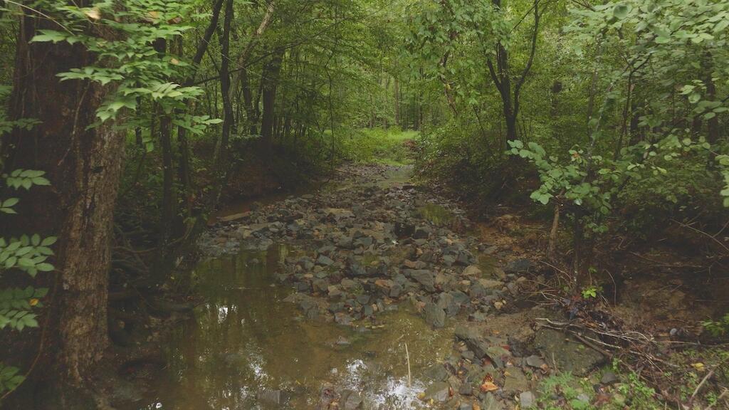 a view of a forest that has large trees