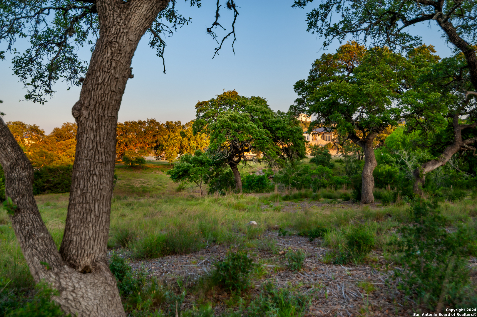 a view of a lush green space