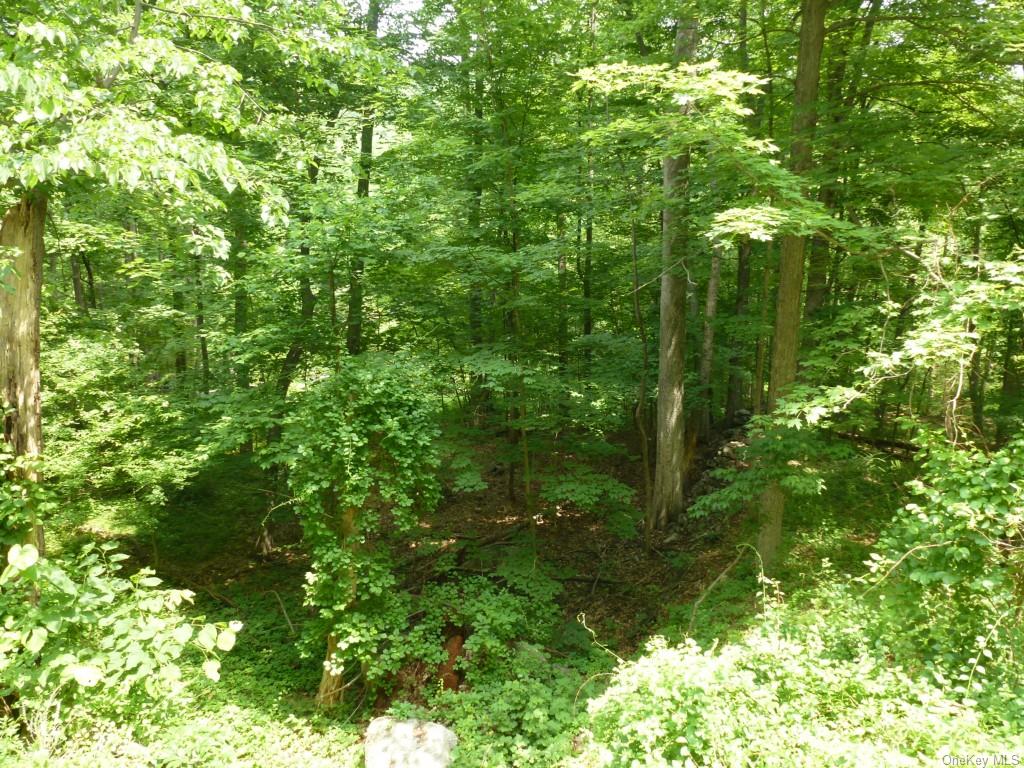 a view of a lush green forest