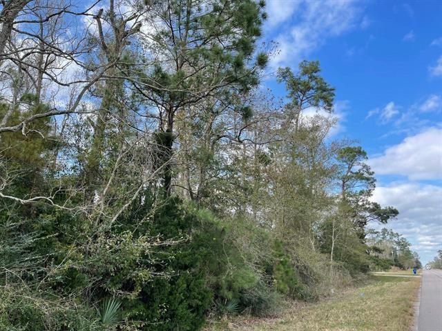 a view of a forest with lots of trees