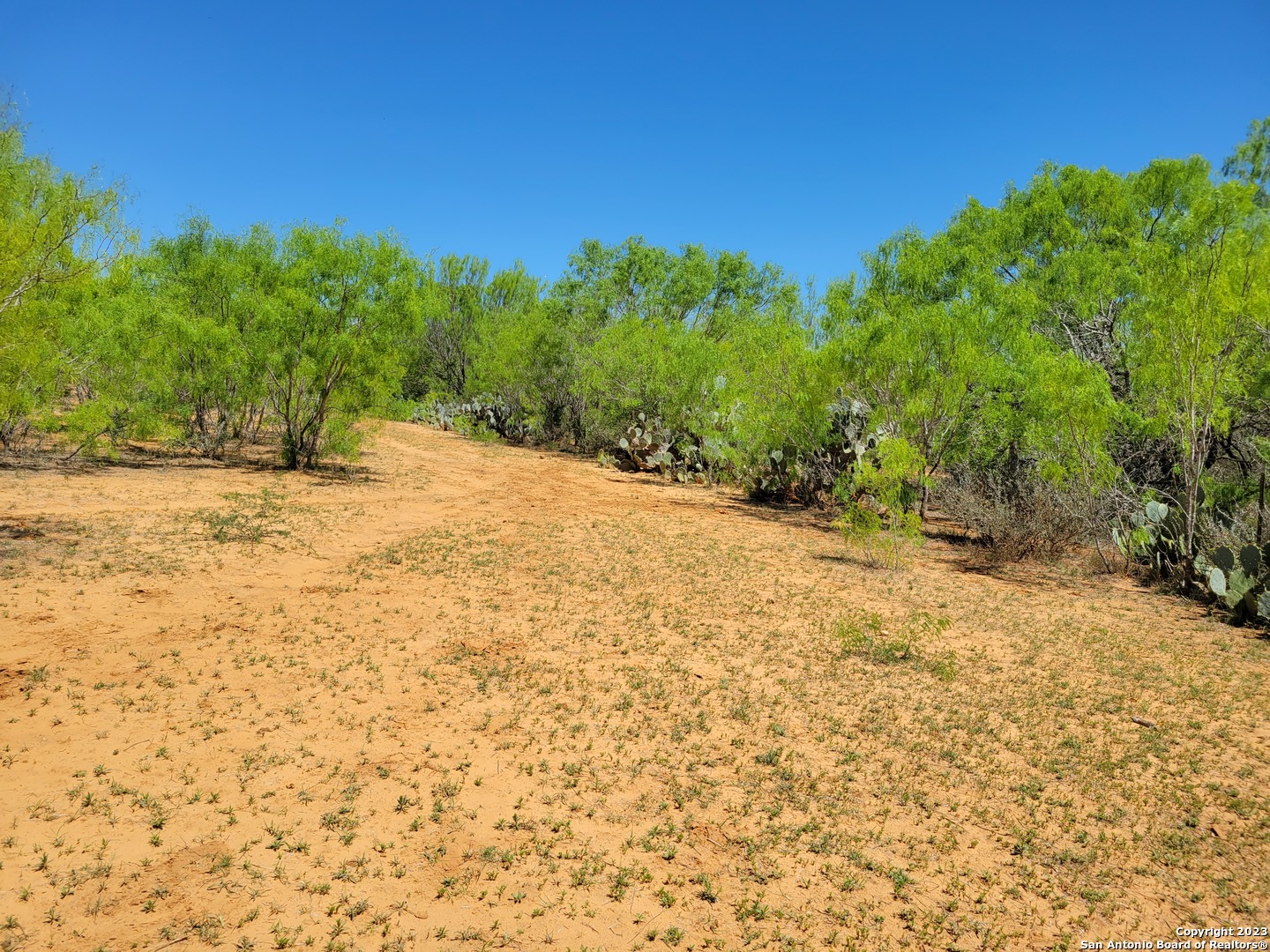 a view of a yard with a tree