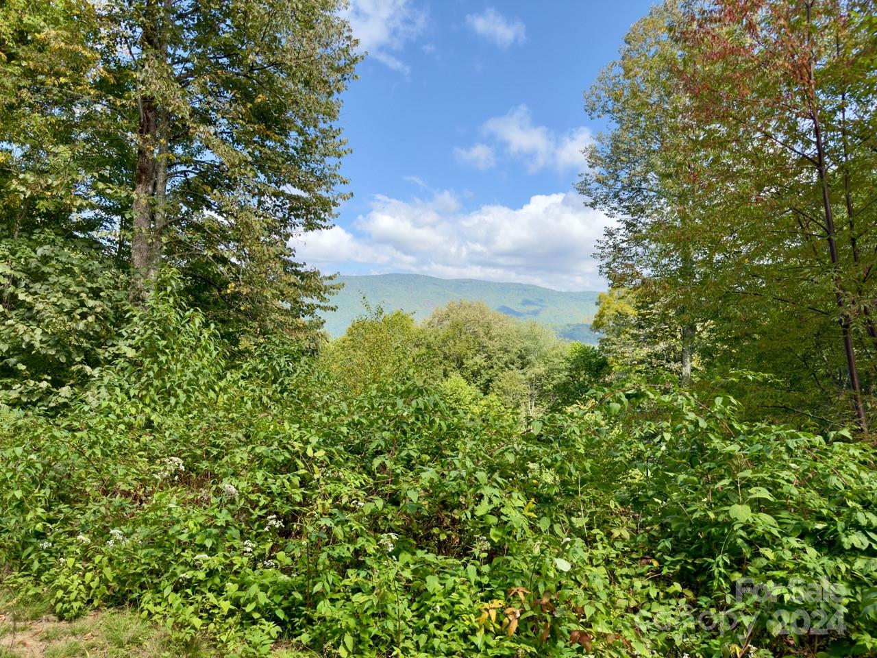 a view of a bunch of trees