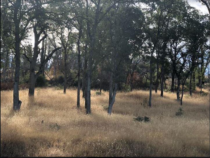 a view of a forest with trees in the background