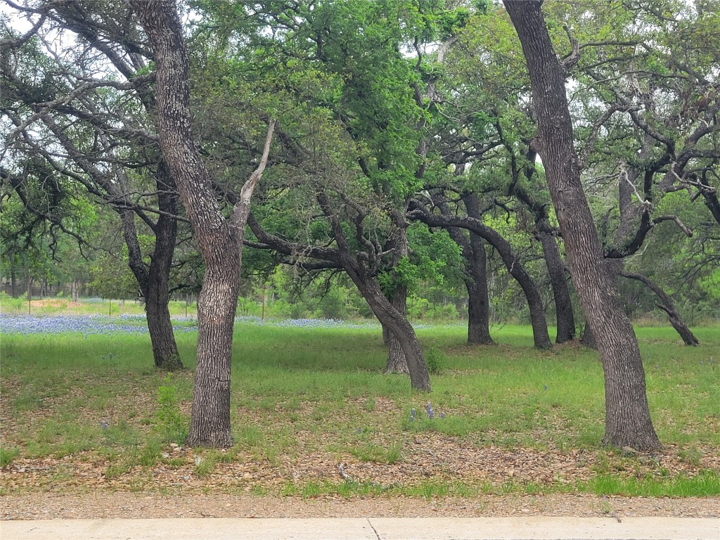 a view of a yard with a tree