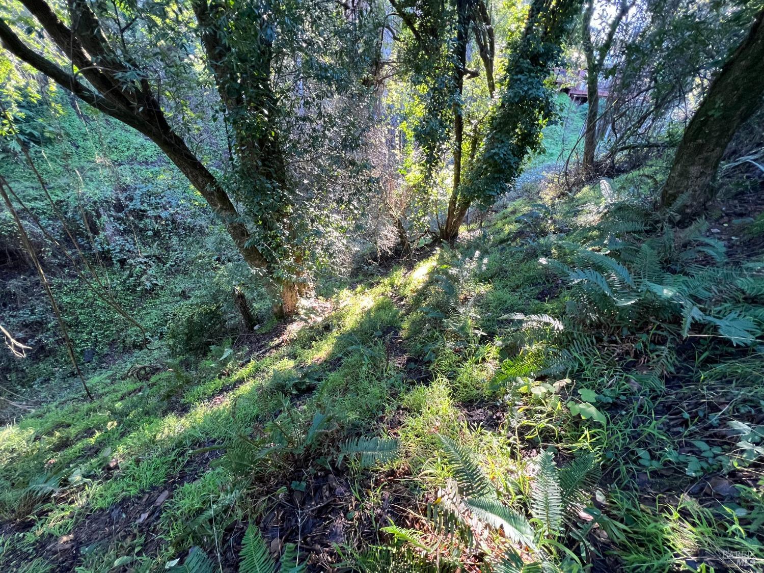 a view of a lush green forest