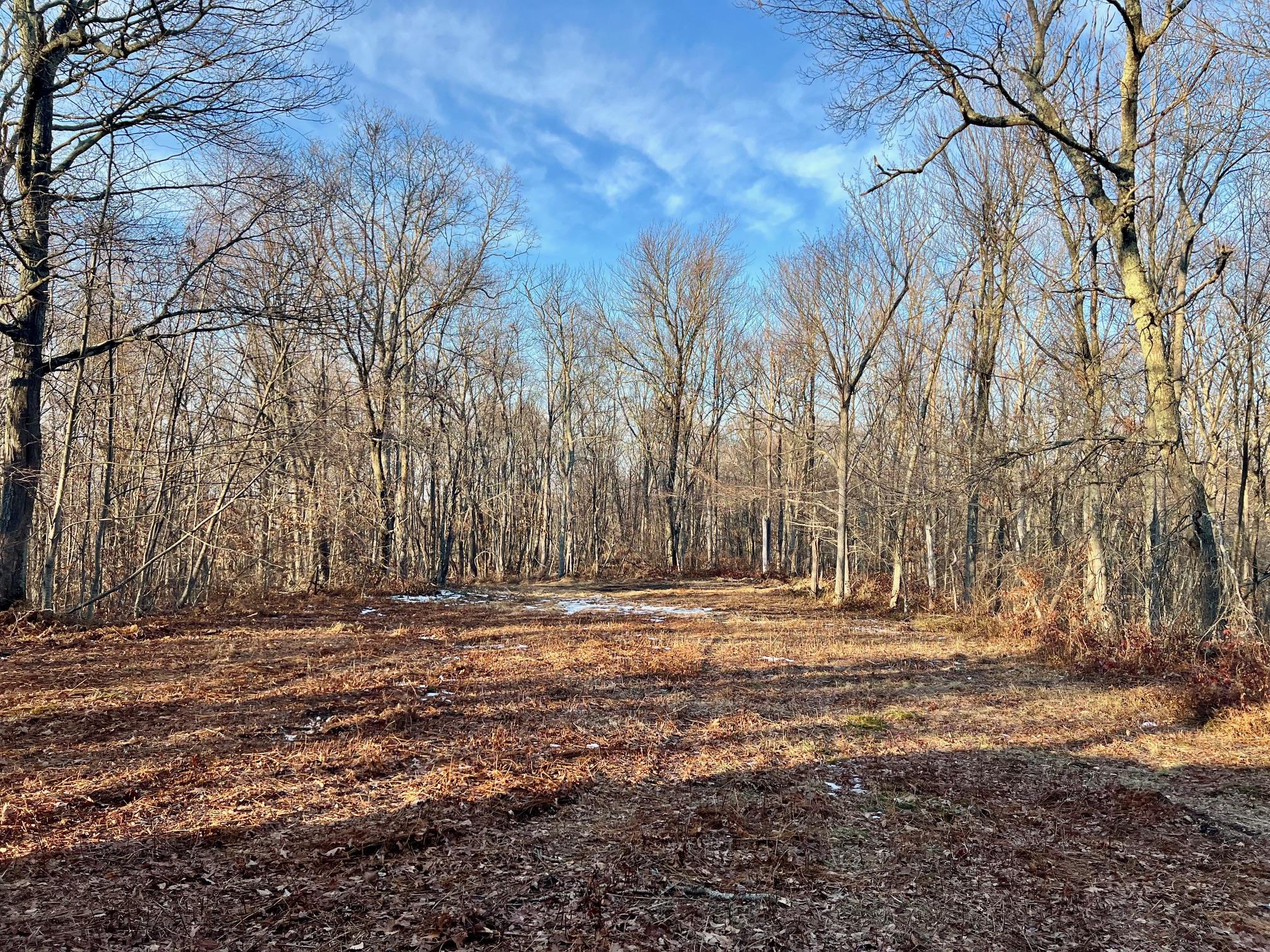 a view of outdoor space with trees