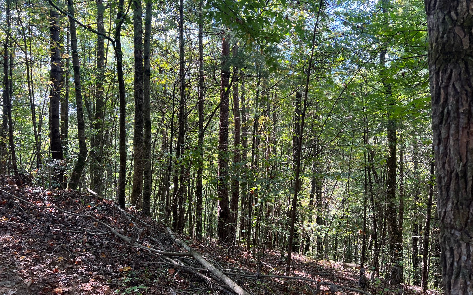 a view of forest