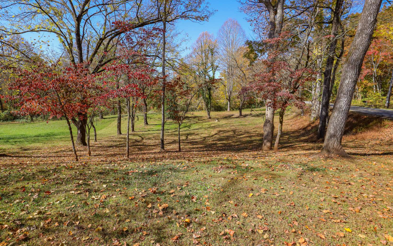 a view of yard with trees