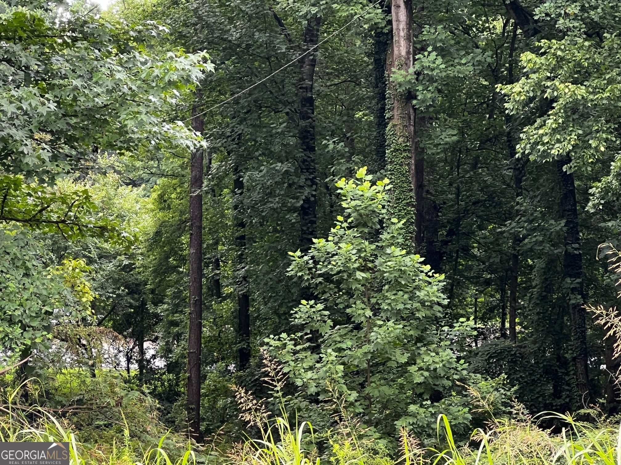 a view of a forest with lots of trees