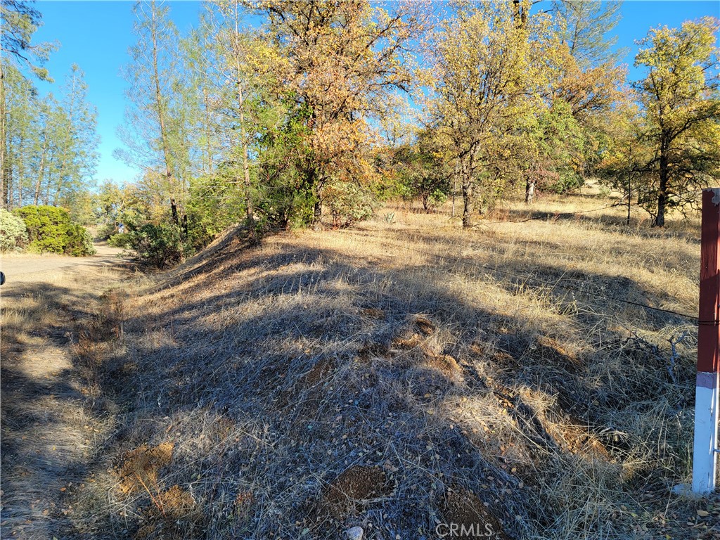 a view of dirt yard with a large tree