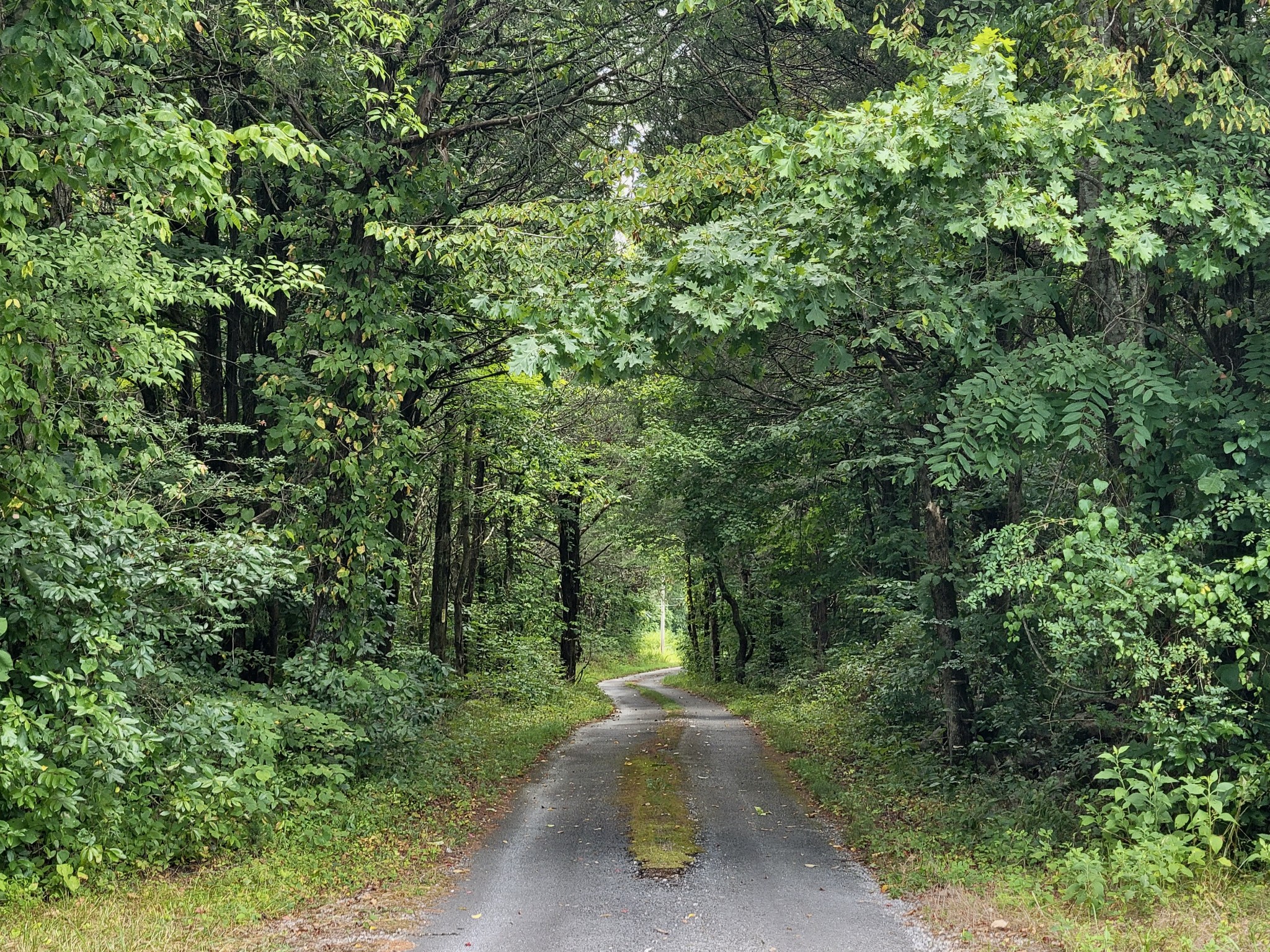 a view of a street with a trees