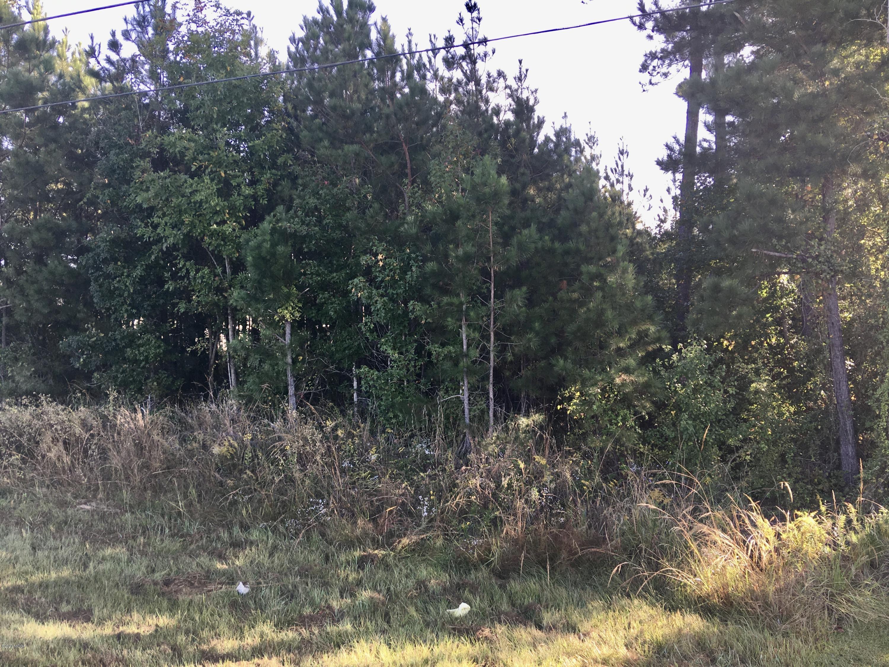 a view of a forest with trees in the background