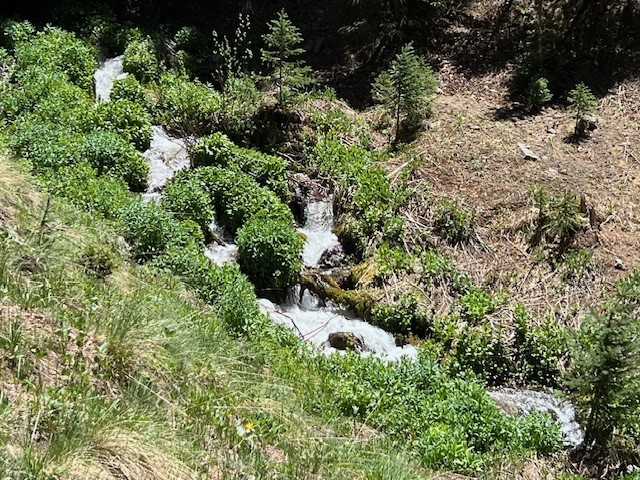 a view of a garden with plants