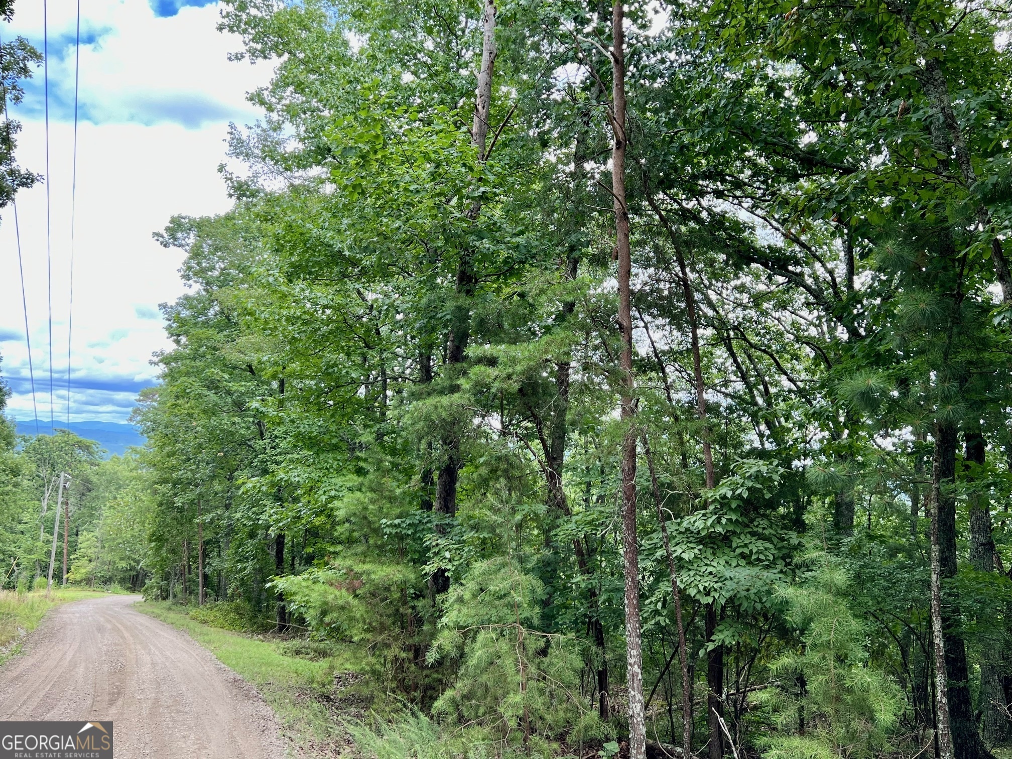 a view of a forest with a tree