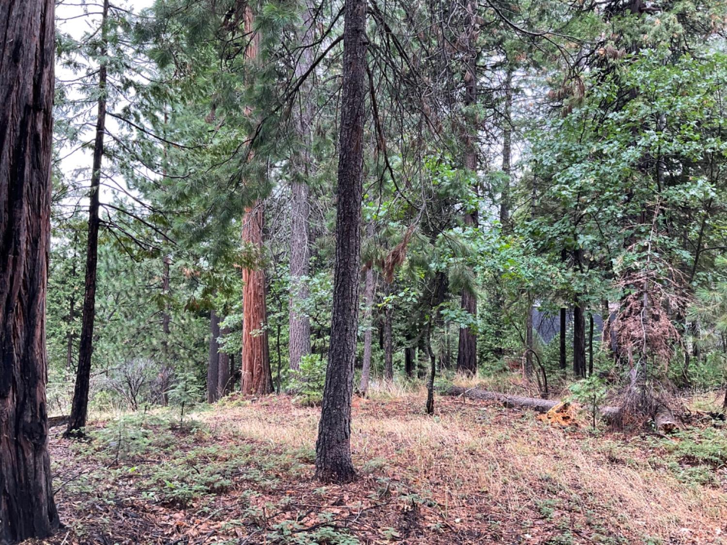 a view of a forest with trees