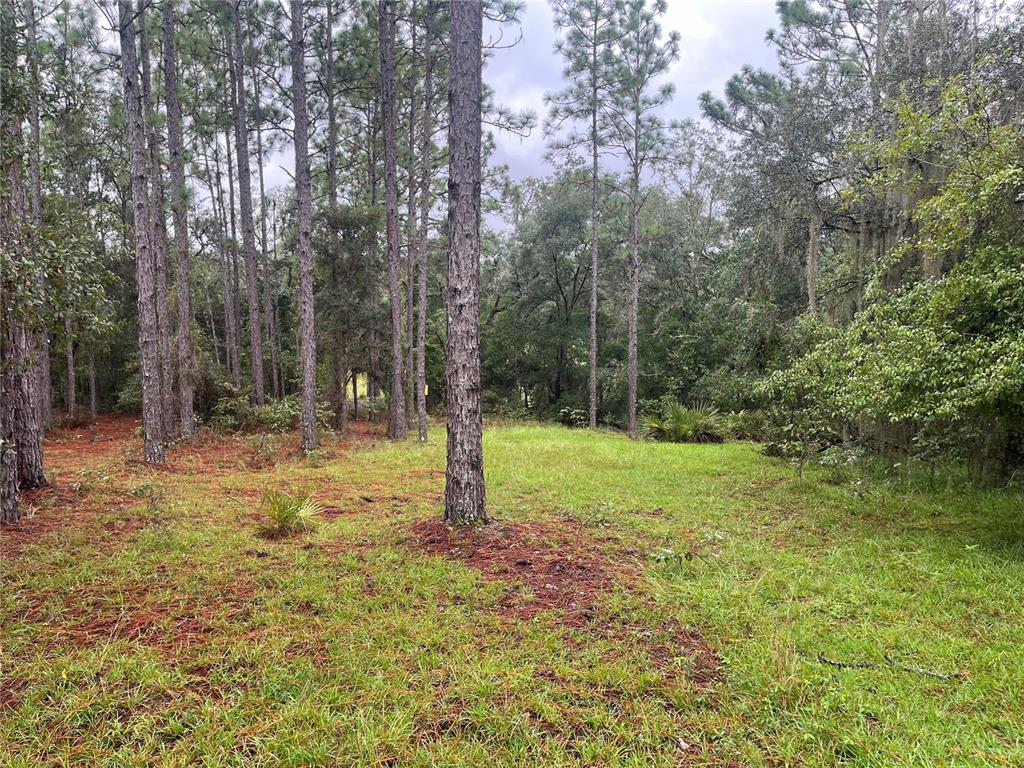 a view of backyard with tree