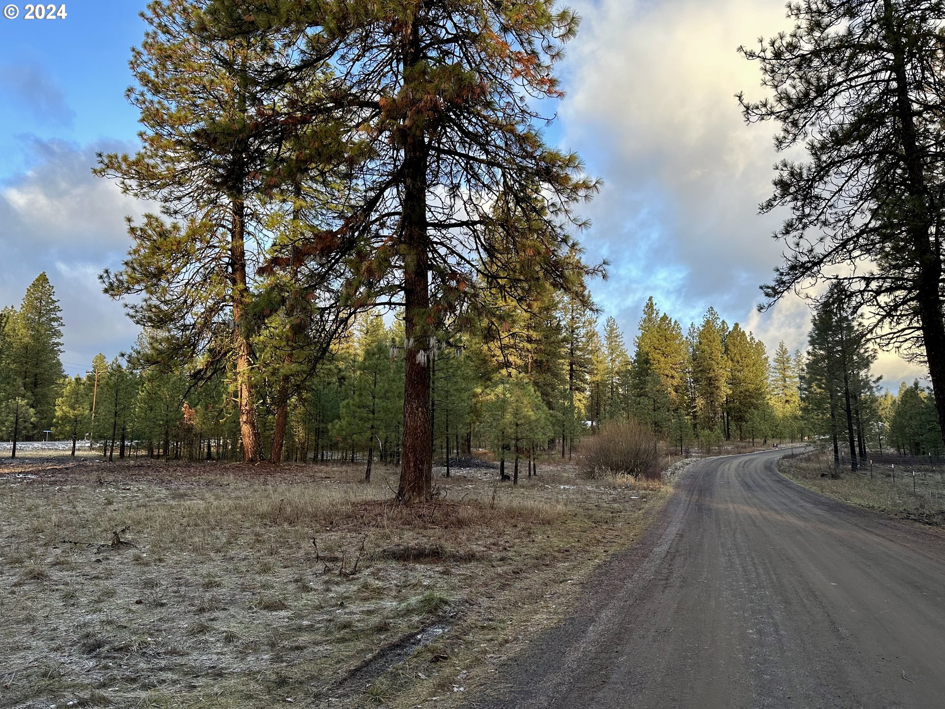 a view of a forest with trees