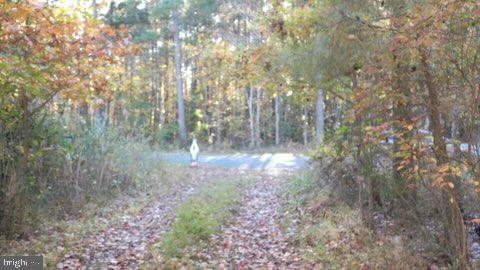 a view of forest