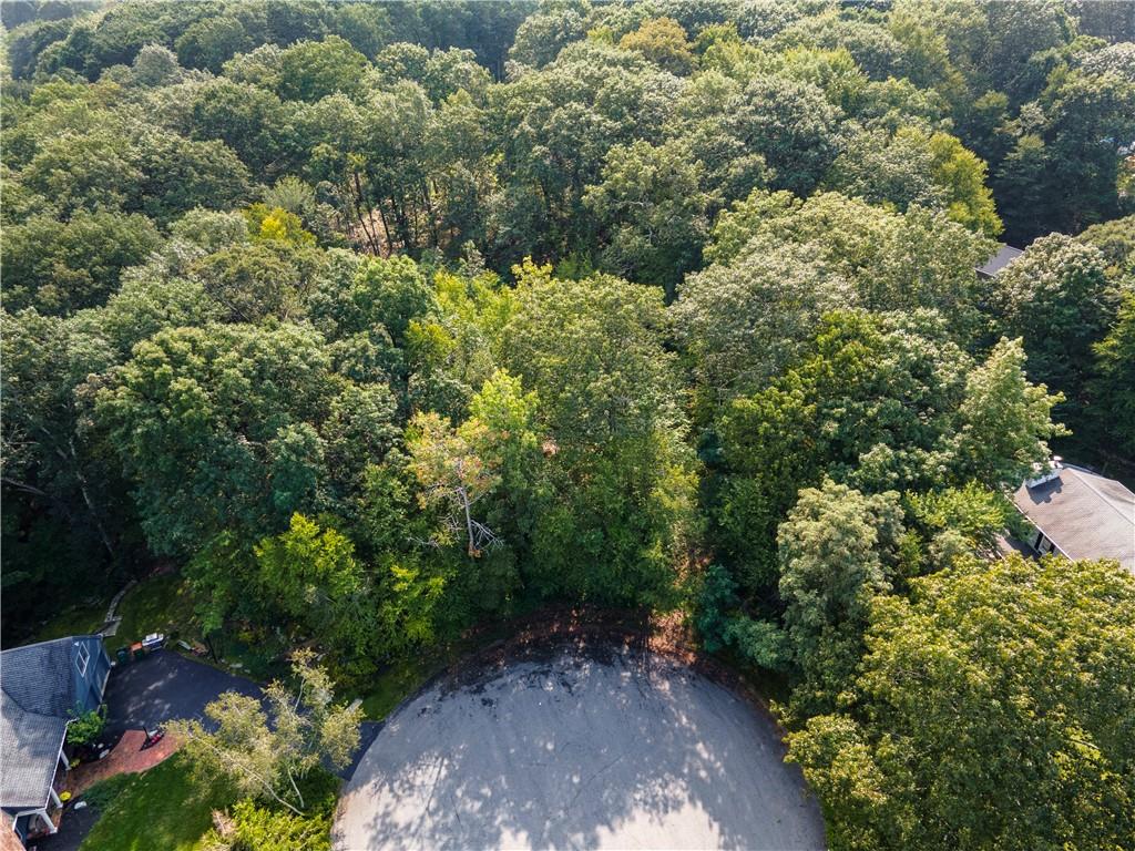 a view of a forest with a tree