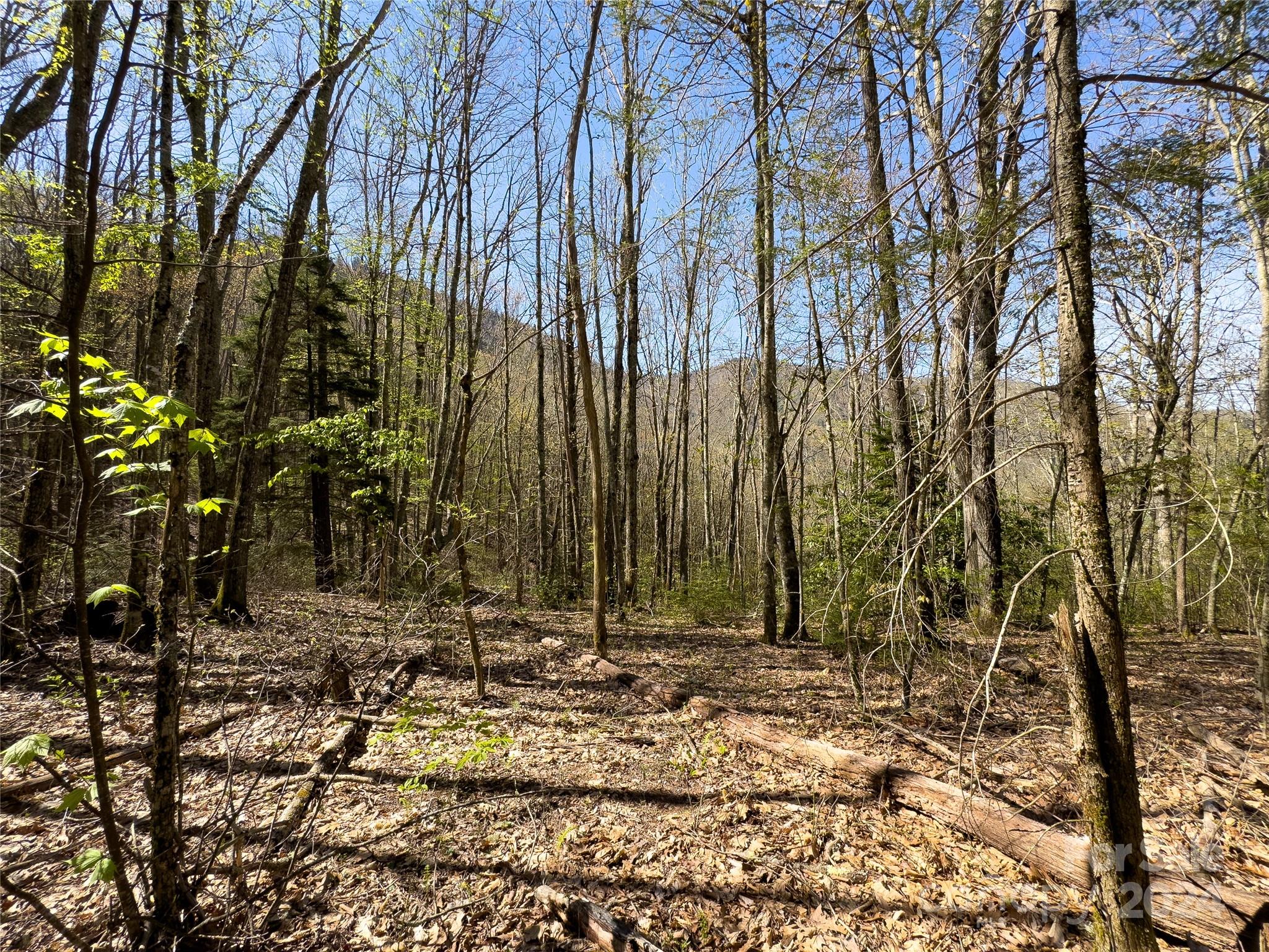 a view of a yard with trees